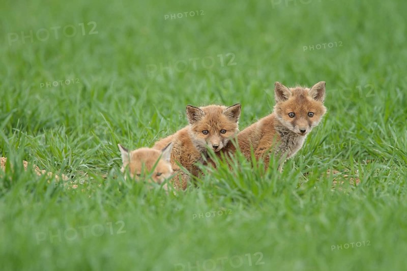 Fox cubs (Vulpes vulpes)