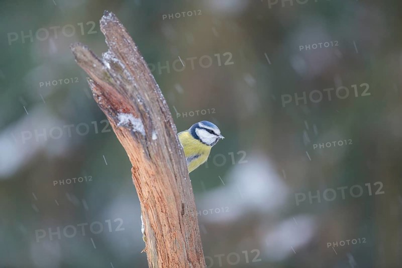 Blue Tit (Parus caeruleus)