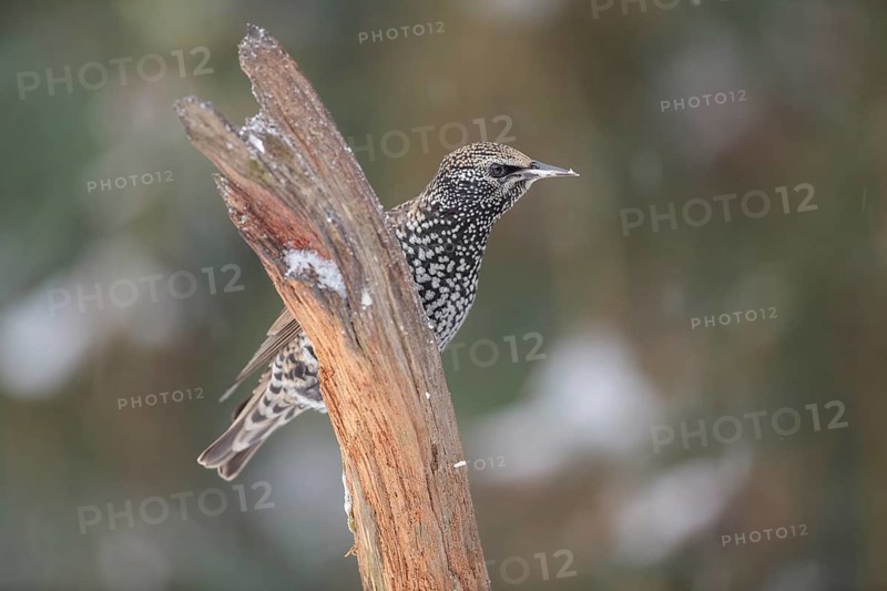 Starling (Sturnus vulgaris)