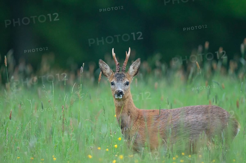 Roe deer (Capreolus capreolus)