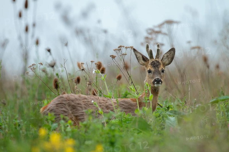 Roe deer (Capreolus capreolus)