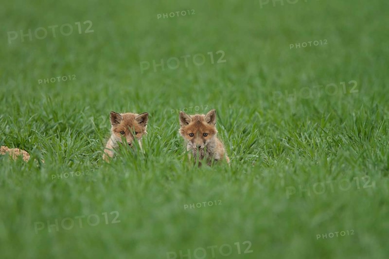Fox cubs (Vulpes vulpes)