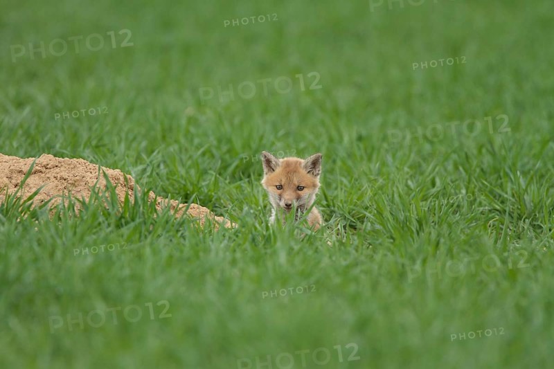 Fox cub (Vulpes vulpes)