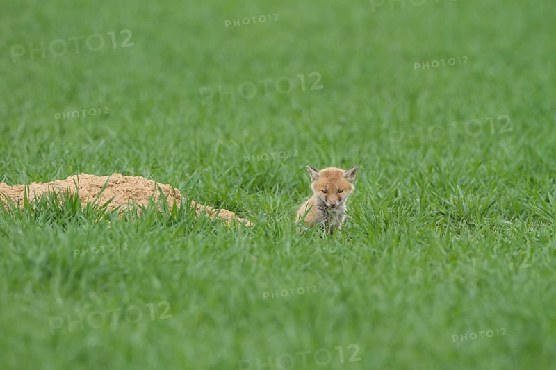 Fox cubs (Vulpes vulpes)