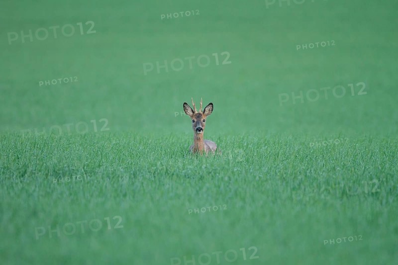 Roe deer (Capreolus capreolus)