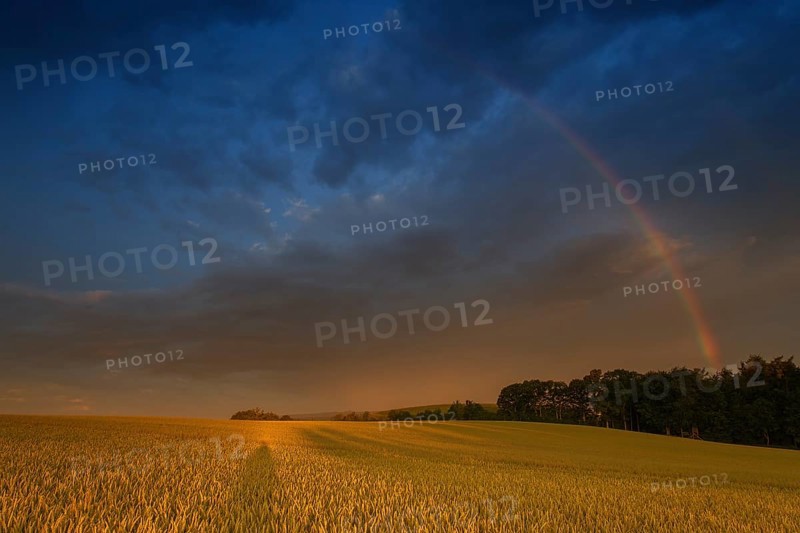Rainbow over a wheat field