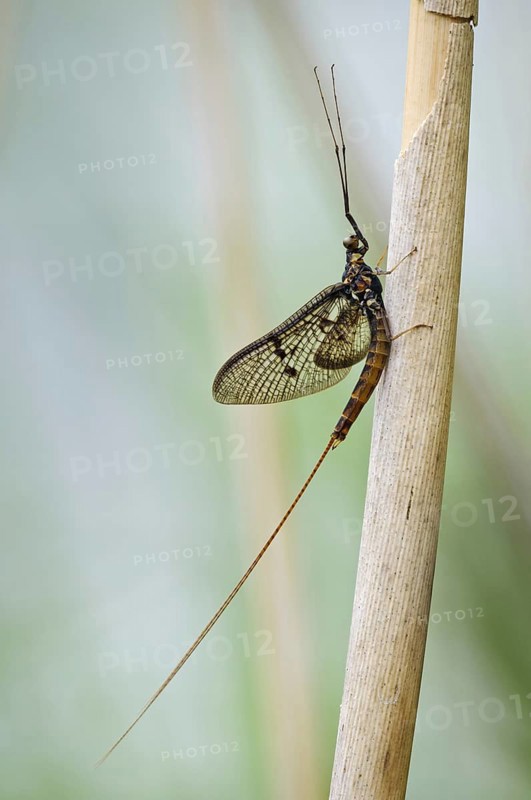 Dark Mayfly (Ephemera vulgata)