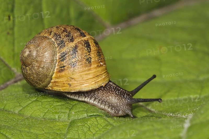 Garden Snail (Helix aspersa)