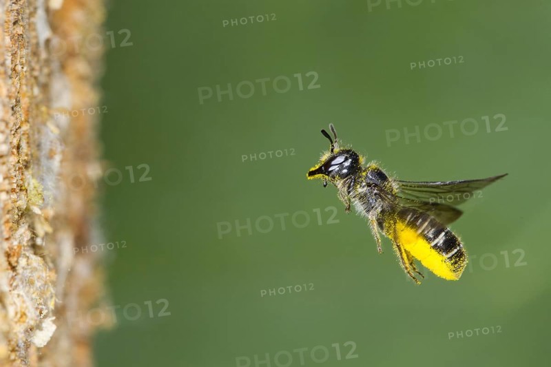 Large Scissor-bee (Chelostoma florisomne) in flight at entrance of nest hole with a load of pollen