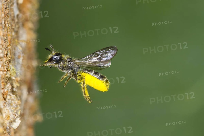 Large Scissor-bee (Chelostoma florisomne) in flight at entrance of nest hole with a load of pollen