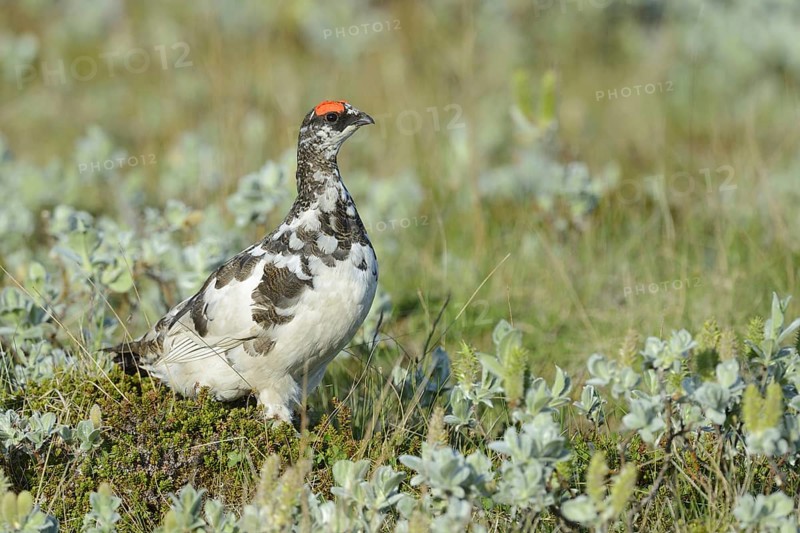 Rock Ptarmigan (Lagopus muta) adult male