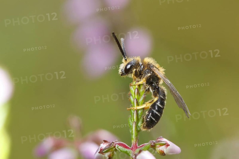 Orange-legged Furrow-bee (Halictus rubicundus) adult male