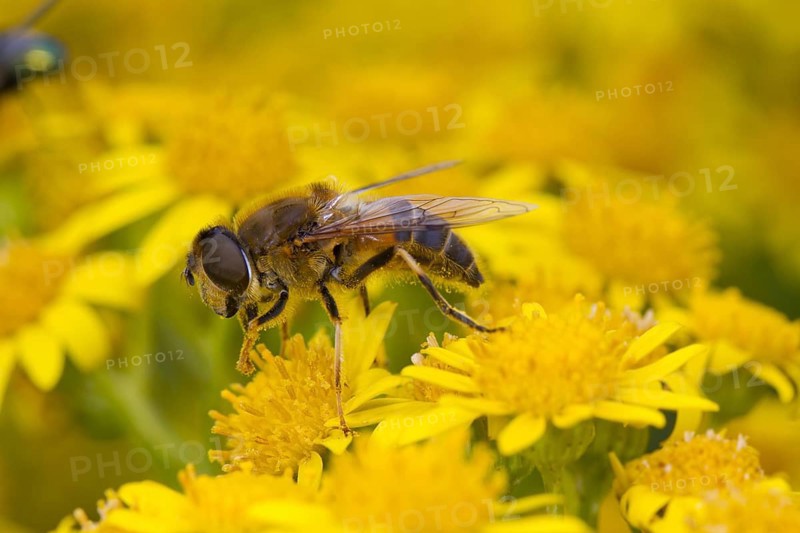 Tapered Dronefly (Eristalis pertinax) adult female