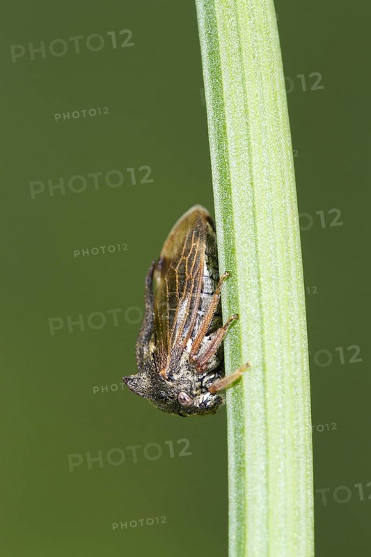 Horned Treehopper (Centrotus cornutus) adult