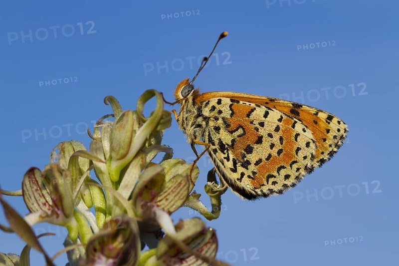 Spotted Fritillary (Melitaea didyma) adult male