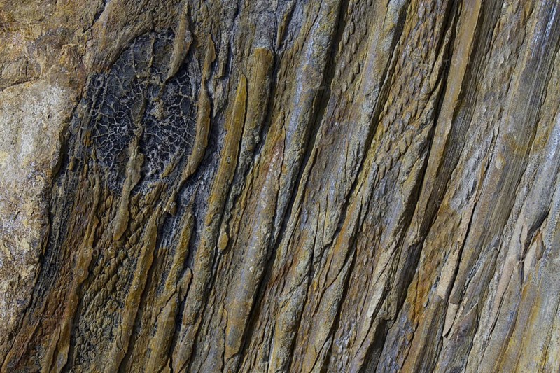 Fossil Calamites