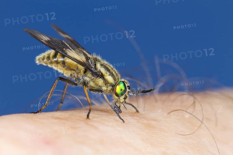 Twin-lobed Deerfly (Chrysops relictus) feeding on a human hand