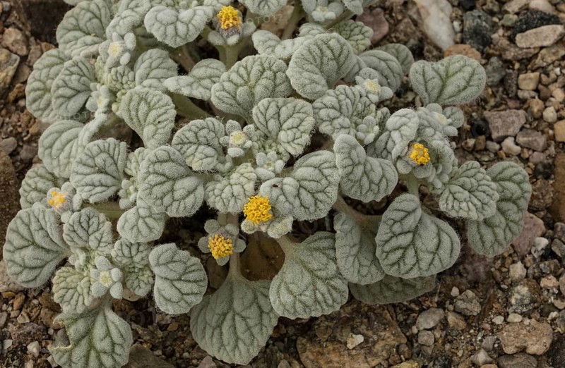 Velvet turtleback (Psathyrotes ramosissima) in flower