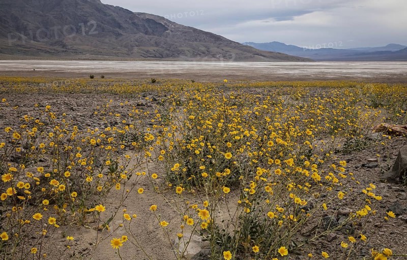 Desert sunflower or desert gold (Geraea canescens)