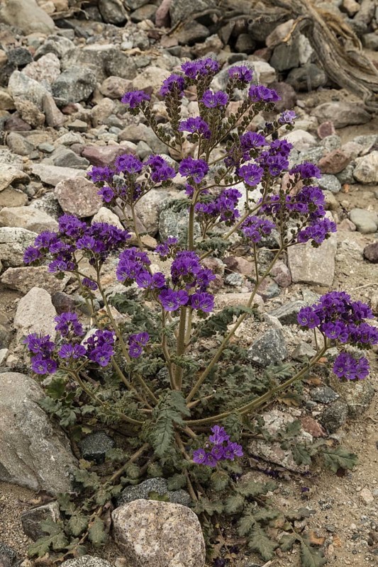 Notch-leaved phacelia (Phacelia crenulata) in flower