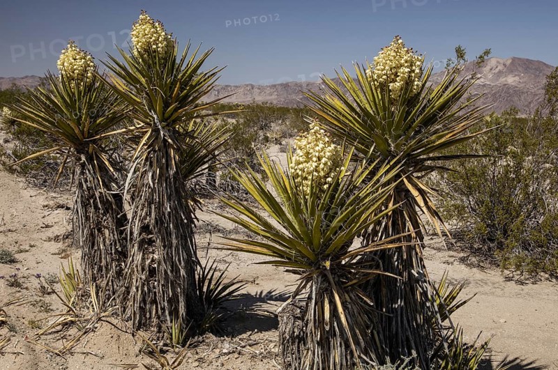Mojave yucca or Spanish dagger (Yucca schidigera) in flower