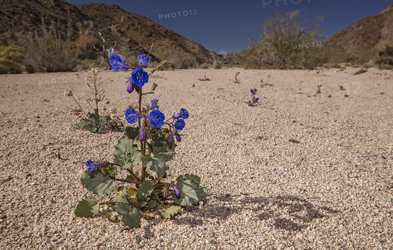 Desert Canterbury Bells (Phacelia campanularia)