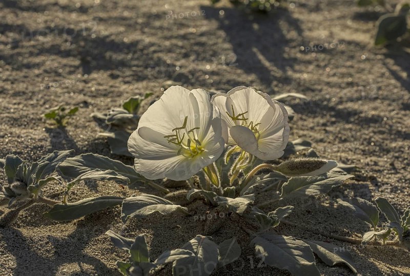 Dune evening primrose (Oenothera deltoides) in flower
