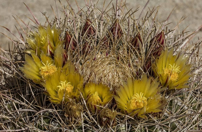 Barrel Cactus (Ferocactus cylindraceus) in flower