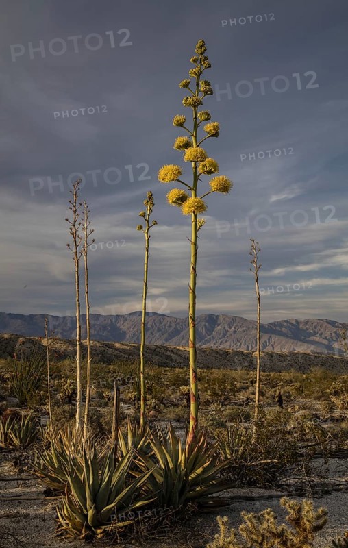 Desert Agave (Agave deserti) in flower