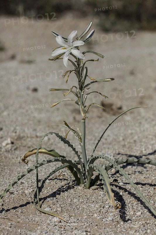 Desert Lily (Hesperocallis undulata) in flower