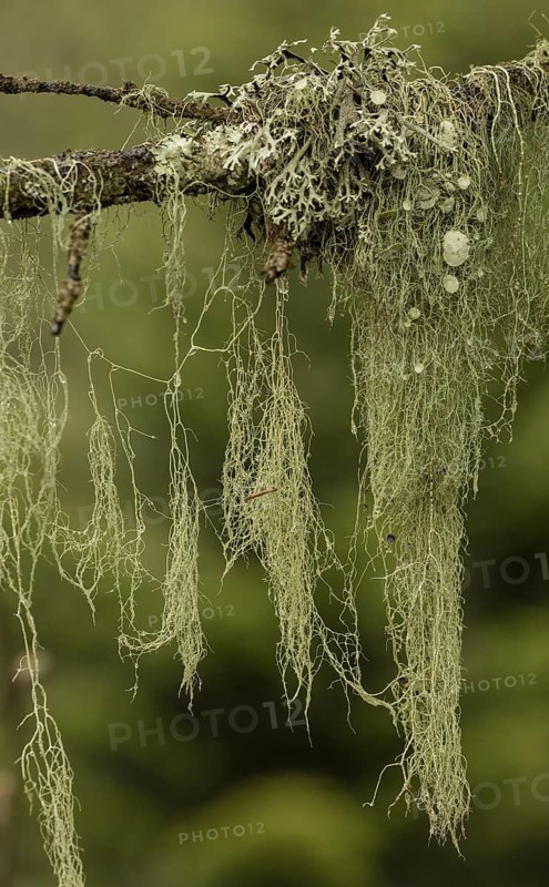 Old Man's Beard (Usnea) in coniferous woodlands