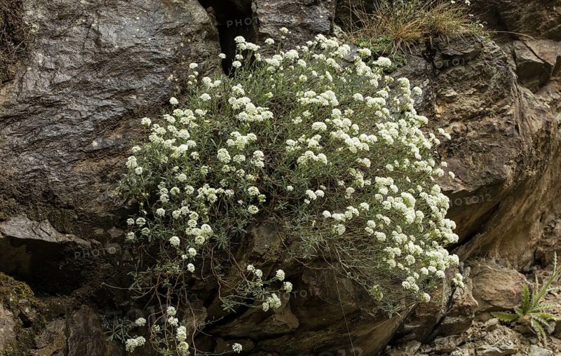 Shrubby Alison (Hormathophylla halimifolia) on limestone cliff