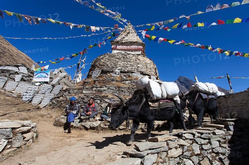 Sherpas and Yaks (Bos mutus) in front of a Buddhist stupa with prayer flags