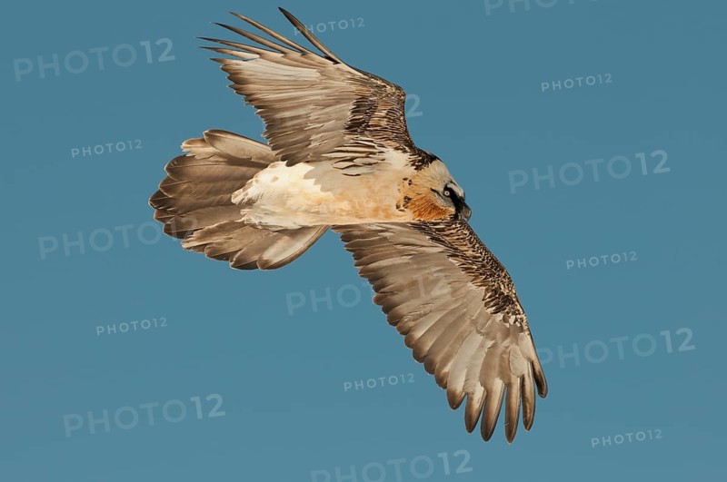 Bearded Vulture