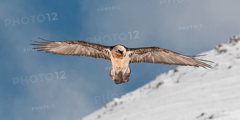 Bearded Vulture
