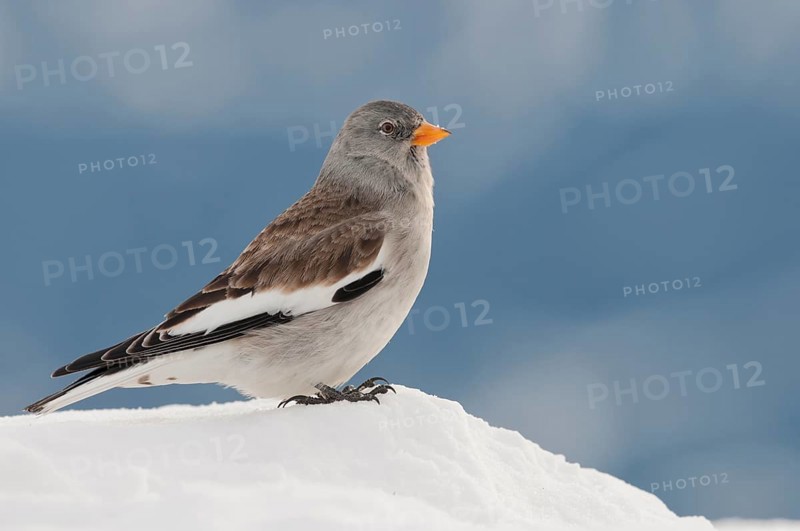 Snowfinch (Montifringilla nivalis) in winter