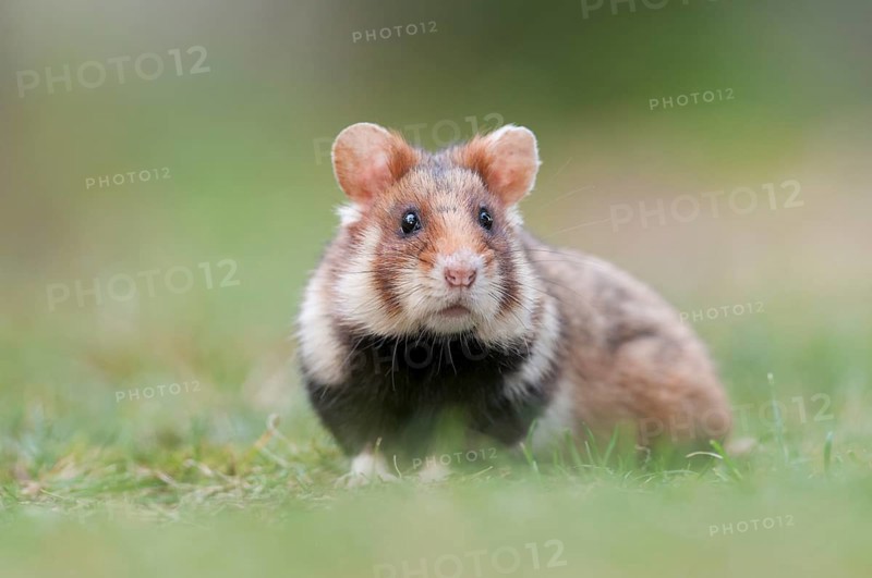 European Hamster (Cricetus cricetus)