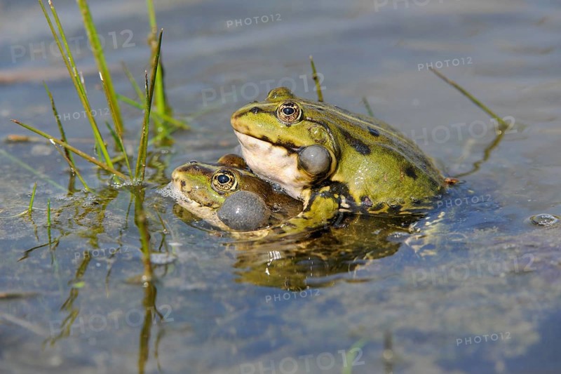 Pond Frogs or Edible Frogs (Rana esculenta)