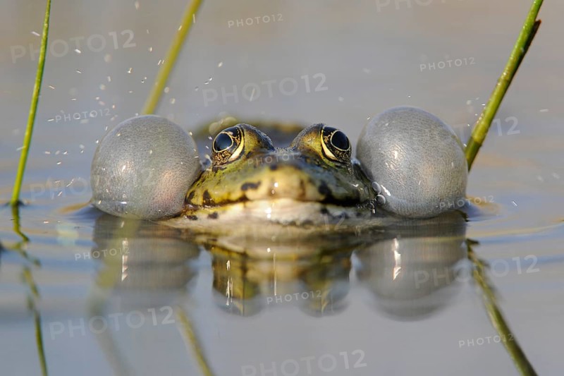 Pond Frog or Edible Frog (Rana esculenta)
