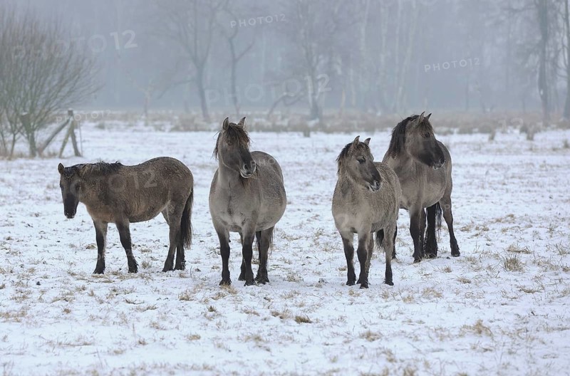 Konik horses or Konik wild horses