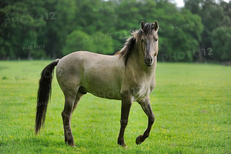 Tarpan (Equus ferus gmelini