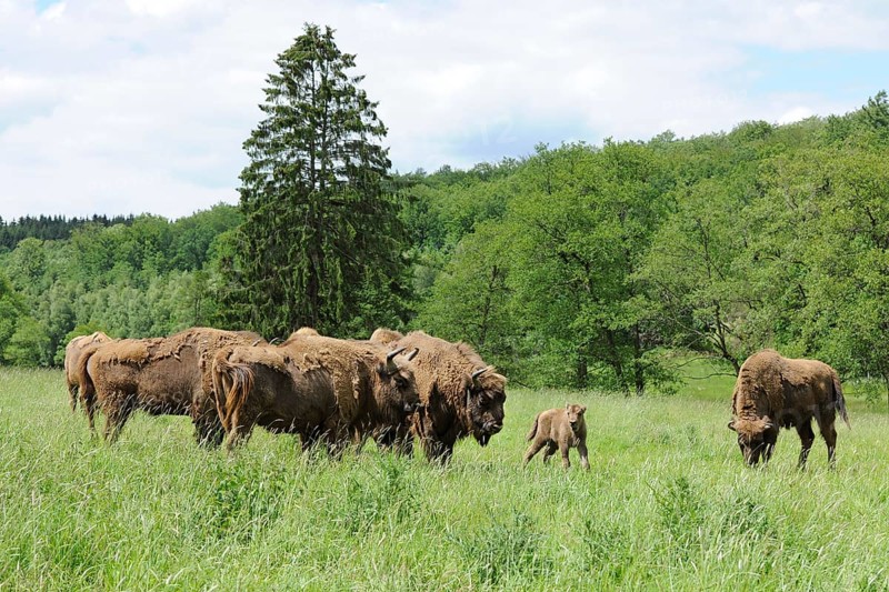 Herd of Wisent or European Bison (Bison bonasus)