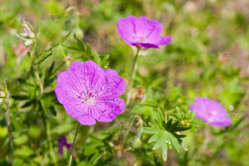 Bloody Cranesbill or Bloody Geranium (Geranium sanguineum)