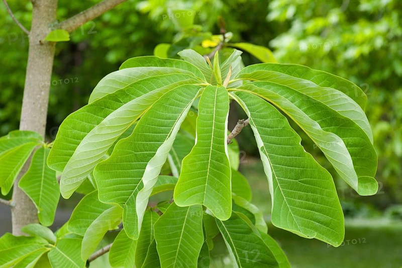 Chinese Magnolia (Magnolia officinalis var. biloba)