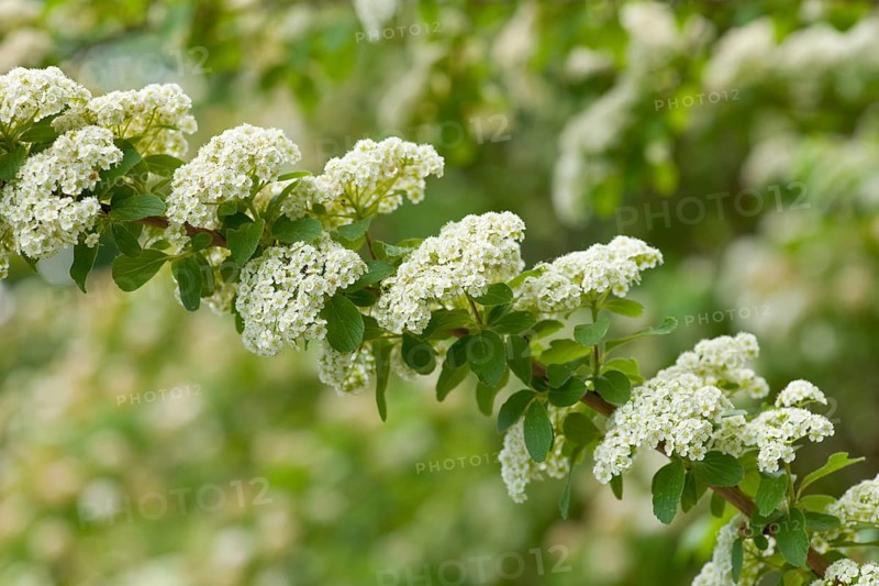 Henry's Spiraea (Spiraea henryi)
