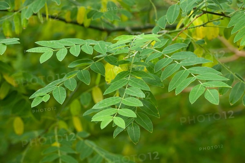 Japanese Pagoda Tree or Chinese Scholar (Styphnolobium japonicum)