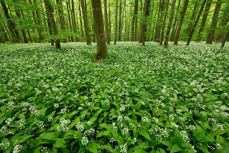 Beech (Fagus sylvatica) forest with flowering Ramsons or Wild Garlic (Allium ursinum)