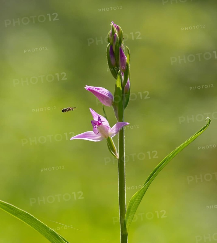 Red Helleborine (Cephalanthera rubra)