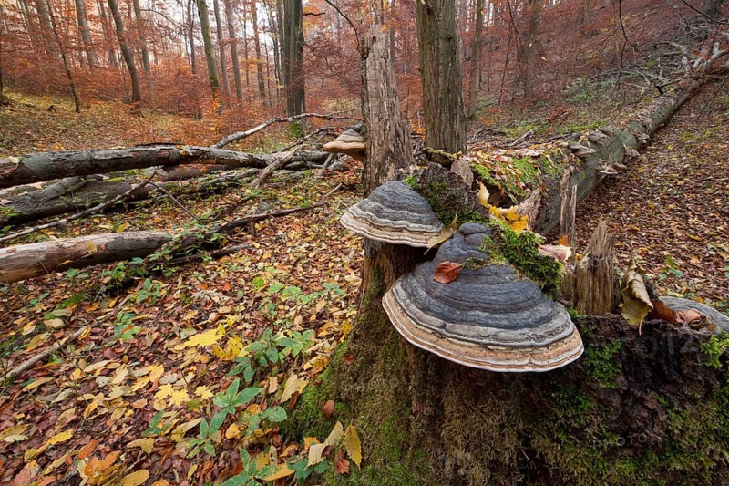 Tinder Fungus (Fomes fomentarius) at the base of the trunk of a dead and fallen beech (Fagus sylvatica)