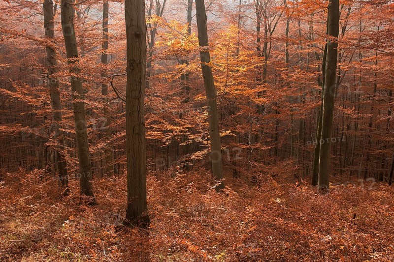 Autumnally coloured beech forest